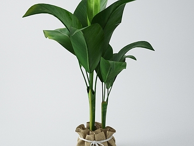 盆栽 芭蕉盆栽