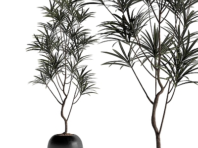 盆栽 现在植物盆栽 中古风植物盆栽