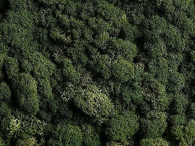 现代自然地面 地被 平面植物 平面森林 平面草原 植被
