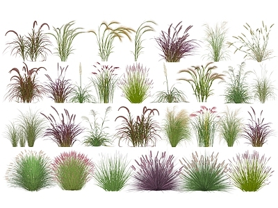 花草 植物花草 狼尾草 芦苇 花草 公园野草