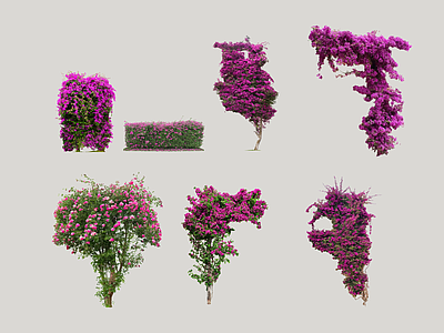 花草 三角梅 花境 花架花草