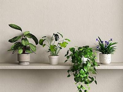 盆栽 吊兰 绿萝 盆栽 花瓶花艺