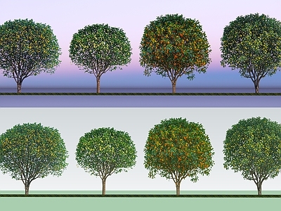 乔木 精品2D桂花树 金桂 桂花树 开花桂花树