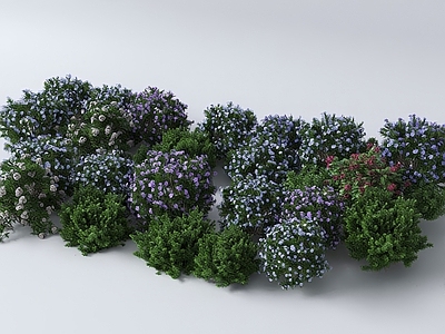 灌木 现代灌木花草 花卉 花朵
