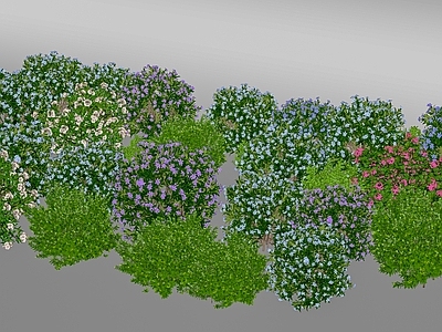灌木 现代灌木花草 花卉 花朵 园林植物 灌木球