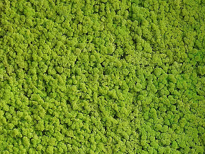 现代绿植墙 青苔绿植