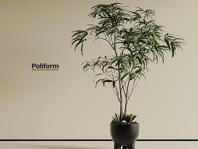 现代盆栽 现代绿植