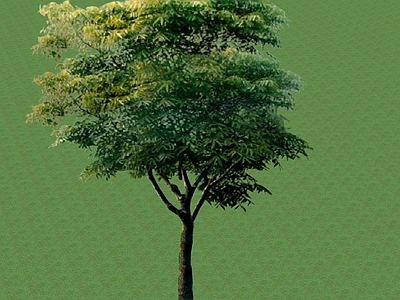 2D乔木 景观树
