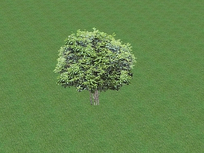 2D乔木 景观树