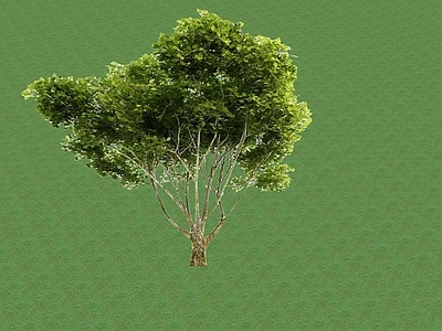 2D乔木 景观树