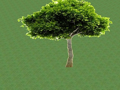2D乔木 景观树