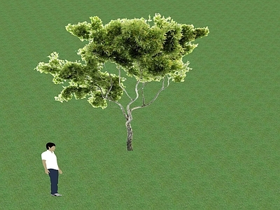 2D乔木 景观树