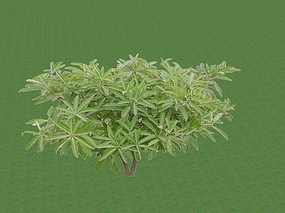 2D乔木 景观树