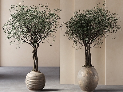 盆栽 侘寂风盆栽