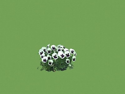 灌木 灌木球