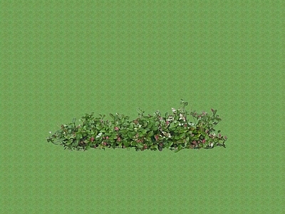 花草 花架花草