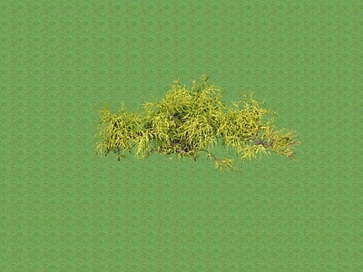 花草 花架花草