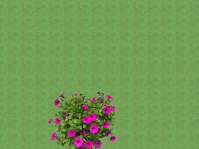 花草 花架花草