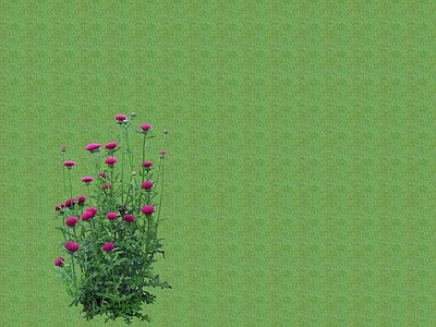 花草 花架花草