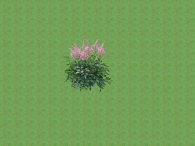 花草 花架花草