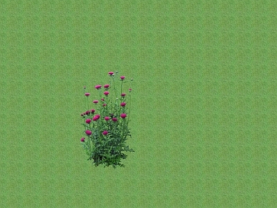 花草 花架花草