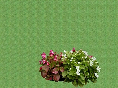 花草 草坪 花架花草