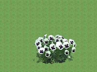 花草 花境 盆栽花草