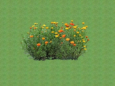 花草 盆栽花草 花架花草