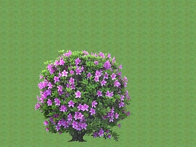 花草 花架花草