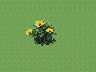 花草 花架花草