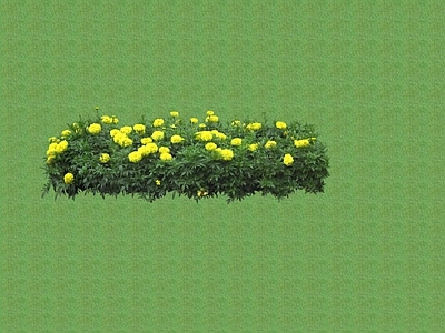 花草 花架花草