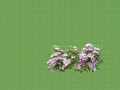 花草 盆栽花草