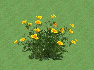 花草 花架花草