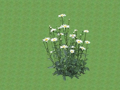 花草 花架花草