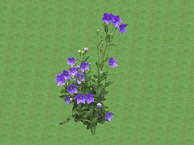 花草 花架花草