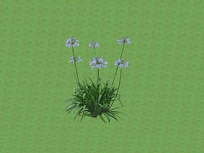 花草 花架花草