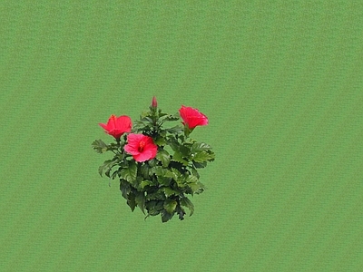 花草 花架花草