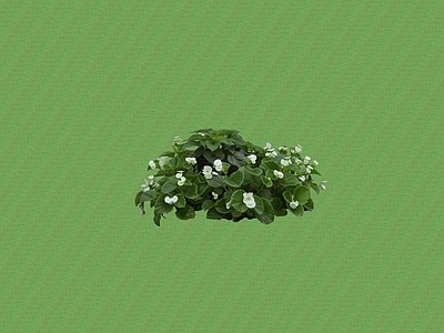花草 花架花草