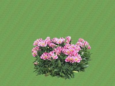 花草 花坛花草