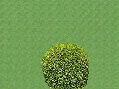 花草 花坛花草