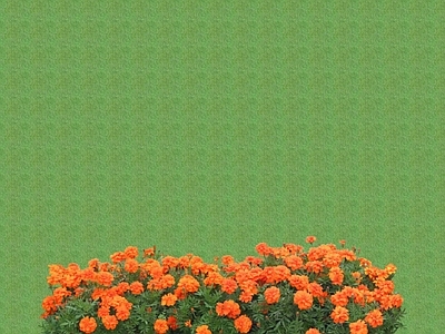 花草 花架花草