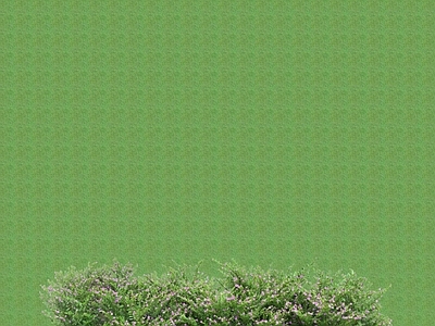 花草 花架花草