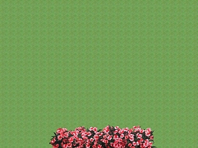 花草 盆栽花草
