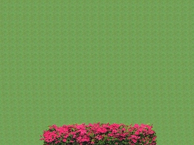 花草 花坛花草