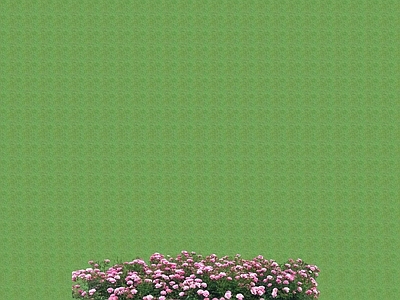 花草 花坛花草
