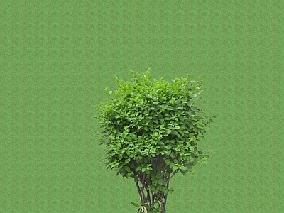 2D灌木 灌木球