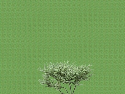 2D灌木 灌木球