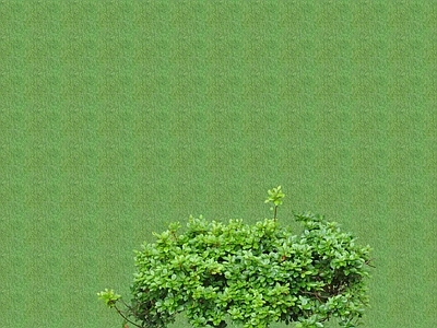 2D灌木 灌木球
