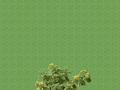 2D花草 花坛花草