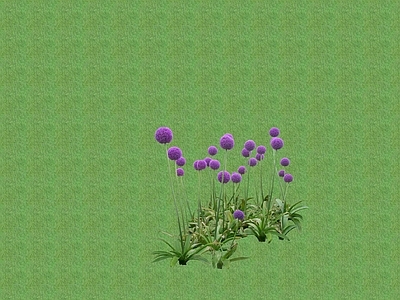 2D花草 花坛花草